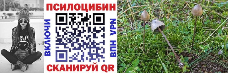 Галлюциногенные грибы Psilocybe  Купить где  Козельск 